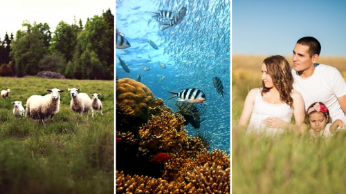 Living Type Living Beings (Concept and Definition)