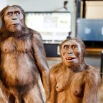 Homo erectus
