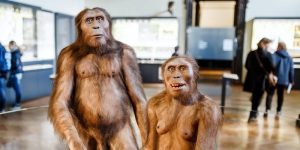 Homo erectus