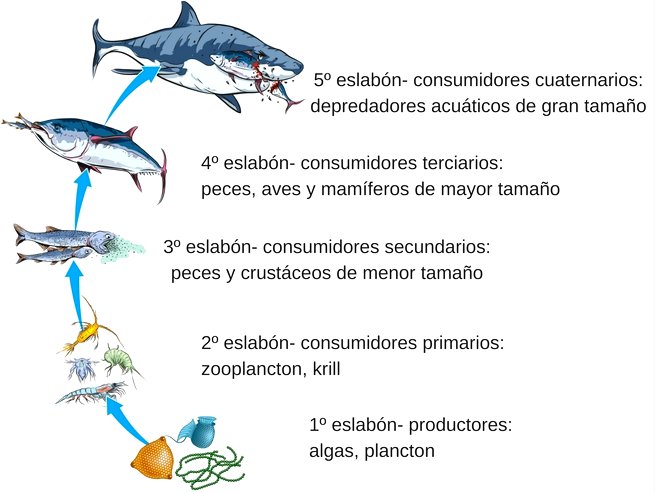 aquatic-food-chain-meaning-concept-and-definition