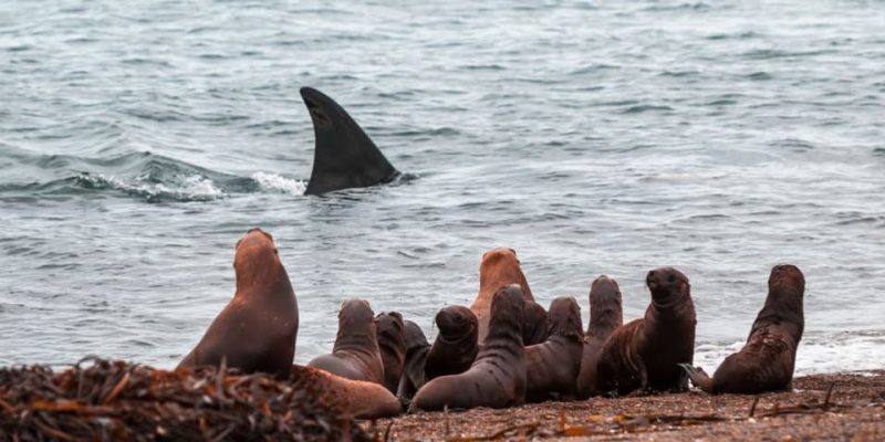 orca eating feeding