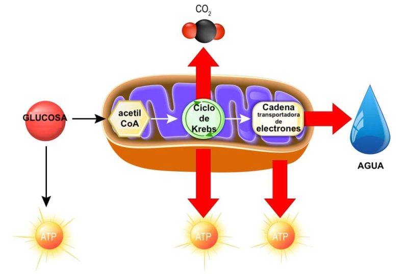 types of aerobic internal respiration