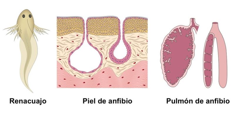 types of amphibian external respiration