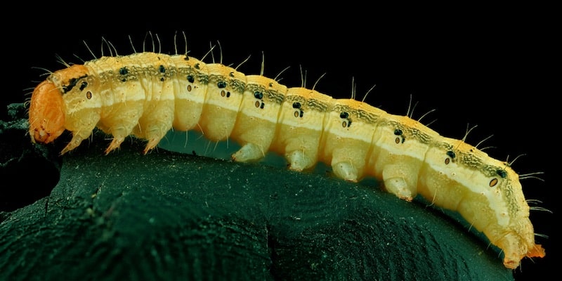 A caterpillar walks on a rock.
