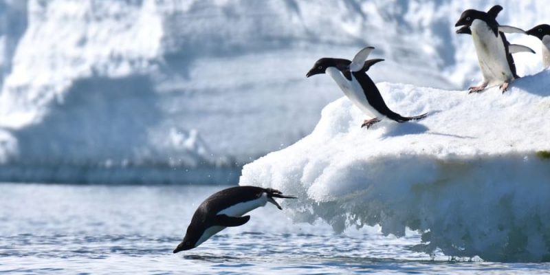 penguin characteristics