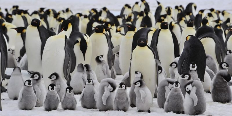penguin reproduction