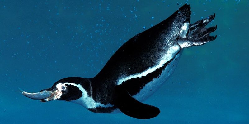 penguin feeding