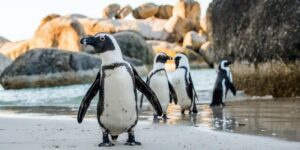 Penguin