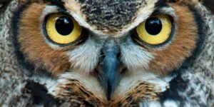 Characteristics of living beings