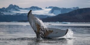 Whale