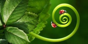 Branches of Biology