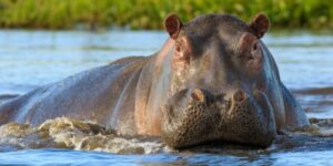 Hippo
