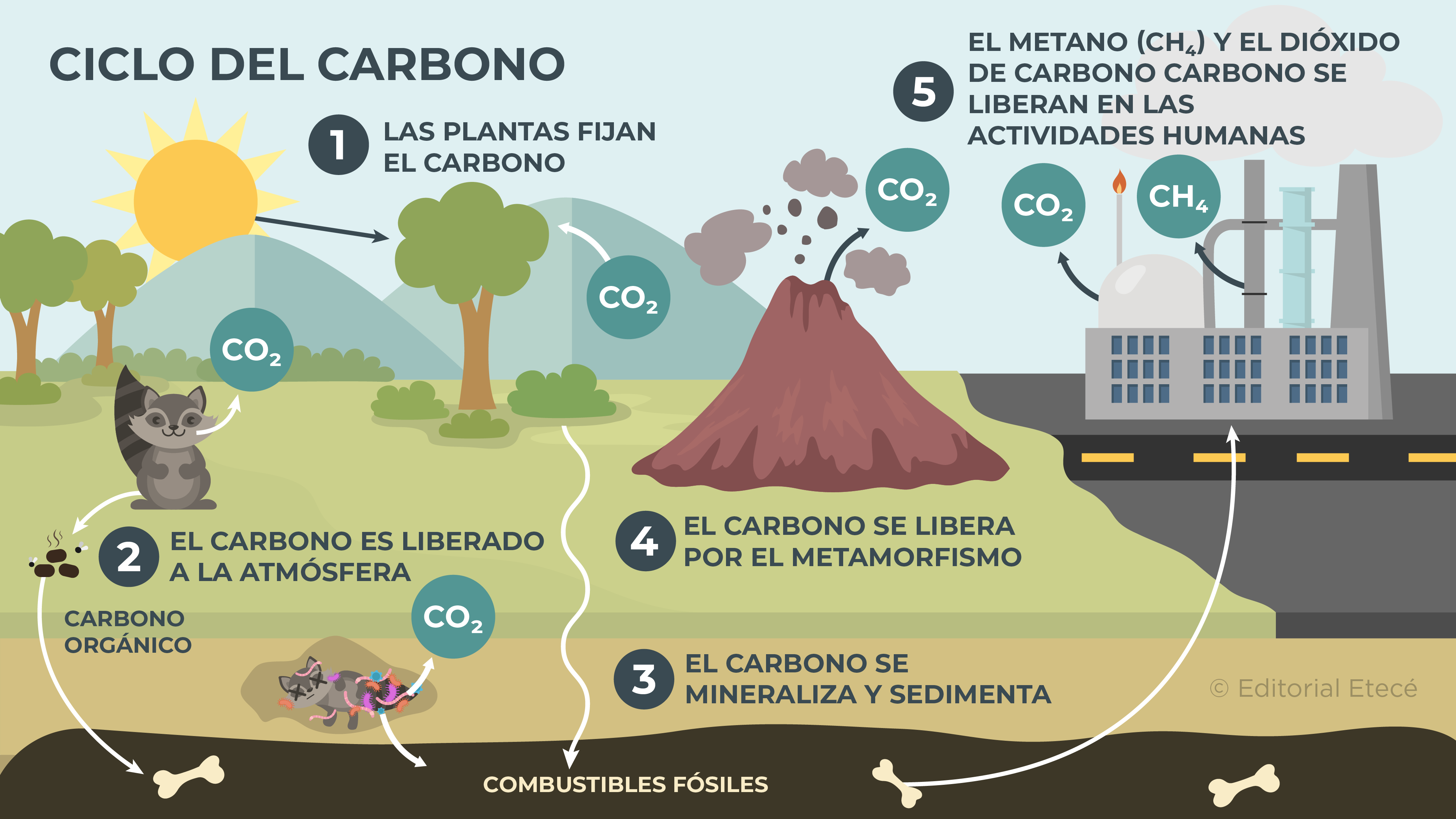 Carbon Cycle