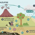 Sulfur cycle
