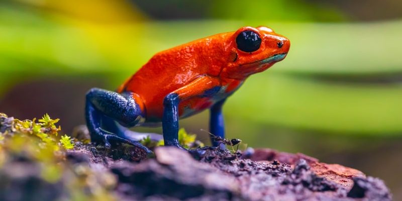 poisonous frogs