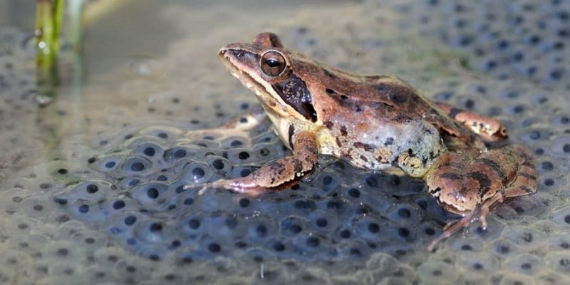 frogs reproduction