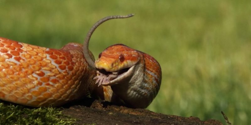 snake eating feeding