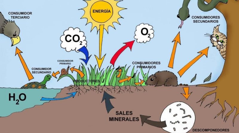 ecosystem - food chain