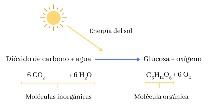 Photosynthesis