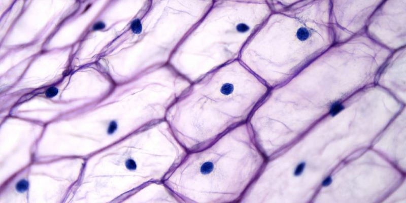 chemistry biochemistry cell microscope