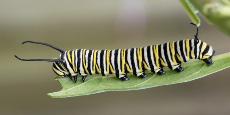 butterfly feeding