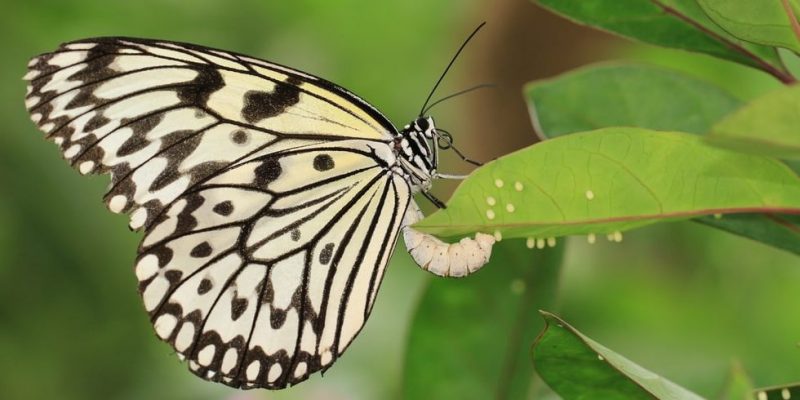 butterfly life cycle eggs