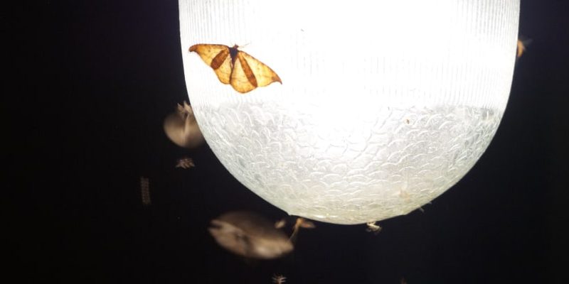 night butterfly moth