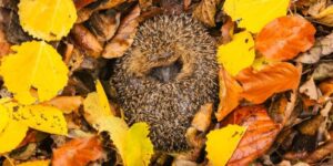 Hibernation