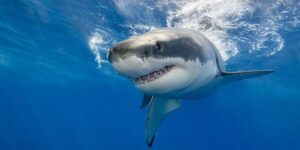 Sharks