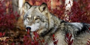 Wolf