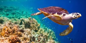 Coastal animals