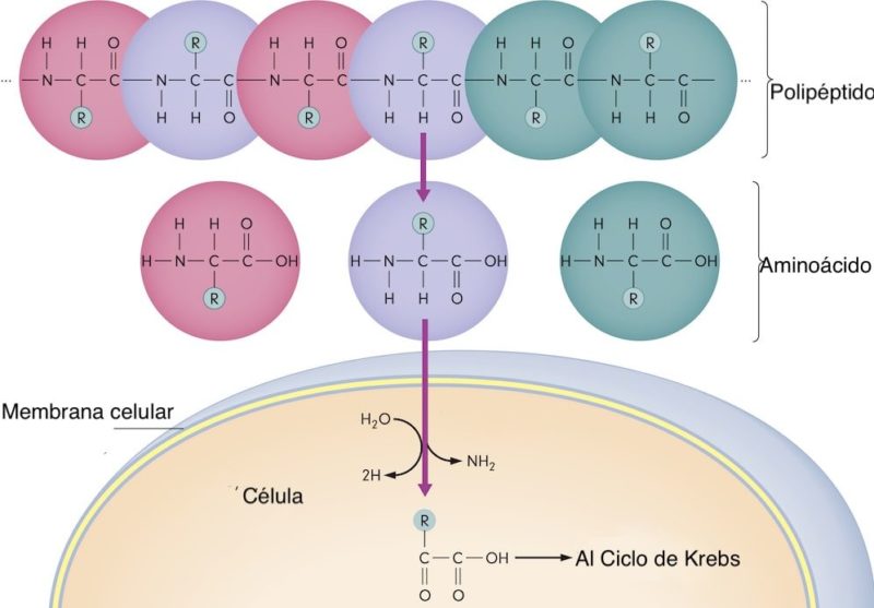 anabolism catabolism cell