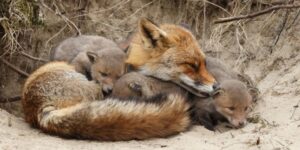 Reproduction in animals