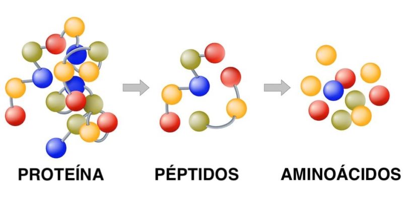 catabolism example protein