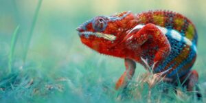 land animals
