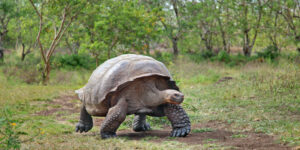 extinct species
