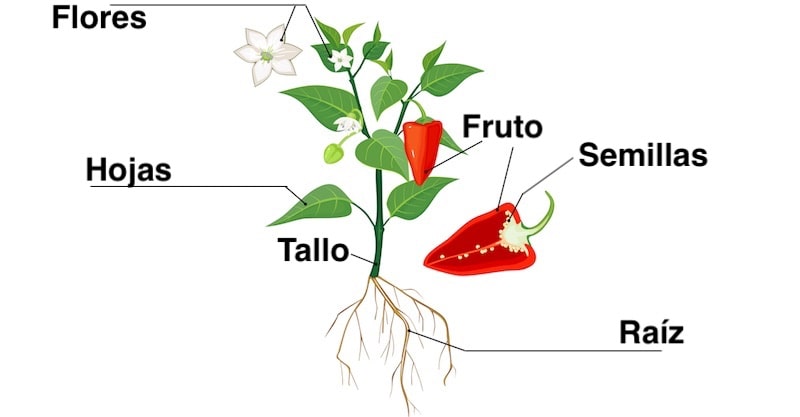 plants parts