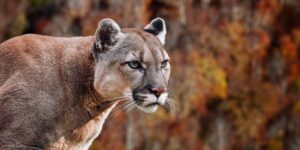 Mountain animals