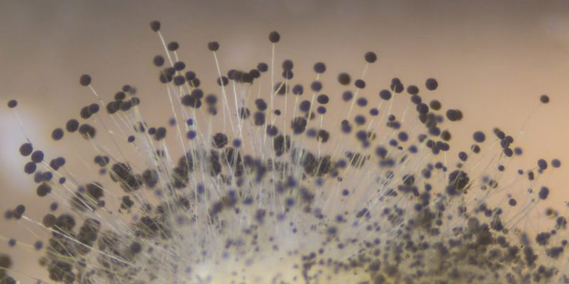 sexual reproduction of fungus fungi