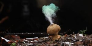 reproduction of fungi