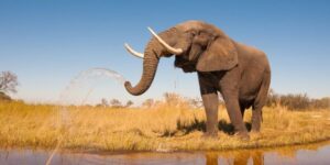 Animals of the African savanna