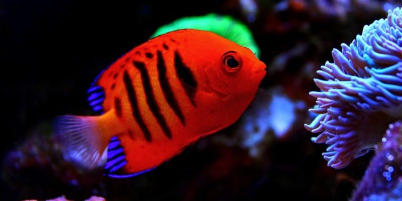 fish reproduction hermaphrodite flame angelfish