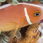 Fish reproduction
