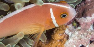 Fish reproduction