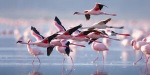 aerial animals