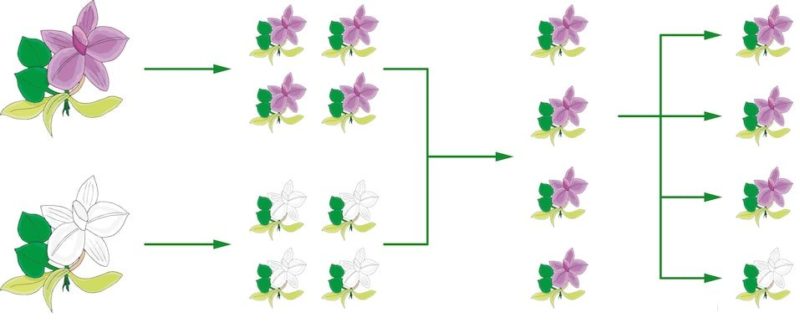 genes genetics dna mendel history