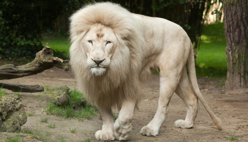 genes genetics dna mutation white lion