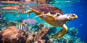 aquatic animals