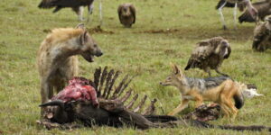 Scavenger animals