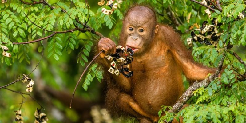 herbivorous animals mammals fruits orangutan